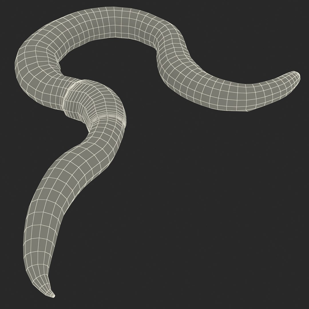 c4d earth worm rigged https://p.turbosquid.com/ts-thumb/gQ/6RkpM3/WVasiNcT/earthwormriggedcinemac4d3dmodel28/jpg/1478372487/1920x1080/fit_q87/60948ac853aa3ed621893311ab21b92c3060e9d1/earthwormriggedcinemac4d3dmodel28.jpg