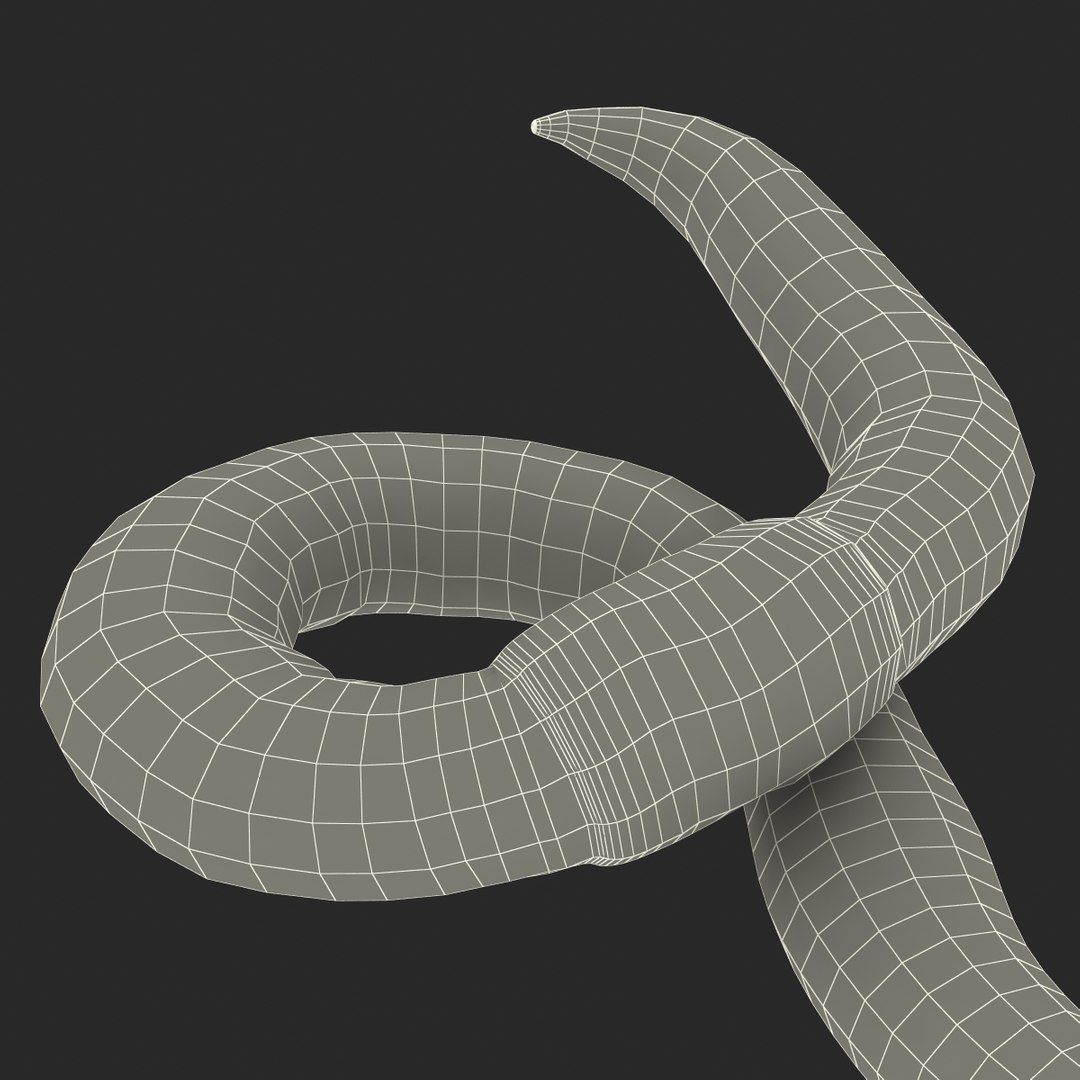c4d earth worm rigged https://p.turbosquid.com/ts-thumb/gQ/6RkpM3/Wc0UlBgL/earthwormriggedcinemac4d3dmodel35/jpg/1478372487/1920x1080/fit_q87/6df2cb76aa396ed27d2a507c52748a2db209fcd8/earthwormriggedcinemac4d3dmodel35.jpg