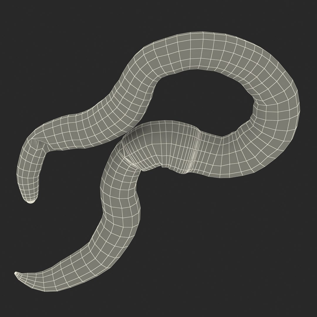 c4d earth worm rigged https://p.turbosquid.com/ts-thumb/gQ/6RkpM3/eZxQd4qR/earthwormriggedcinemac4d3dmodel31/jpg/1478372487/1920x1080/fit_q87/f01e9cc4e075c24f280a4d21485ce30d4e734abf/earthwormriggedcinemac4d3dmodel31.jpg
