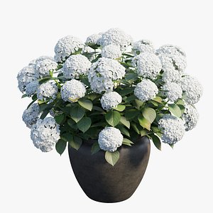 Hydrangea in planters set 02
