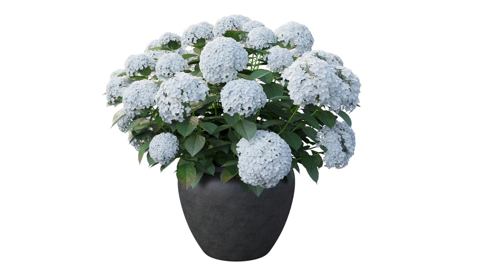 3D model hydrangea plant planters https://p.turbosquid.com/ts-thumb/gQ/9yeFZY/OF/5_interactivelightmix/png/1611990647/1920x1080/fit_q87/a7b8b5e9e12eccb32b297fd823df2a3cf3a75a22/5_interactivelightmix.jpg