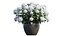 Hydrangea in planters set 02