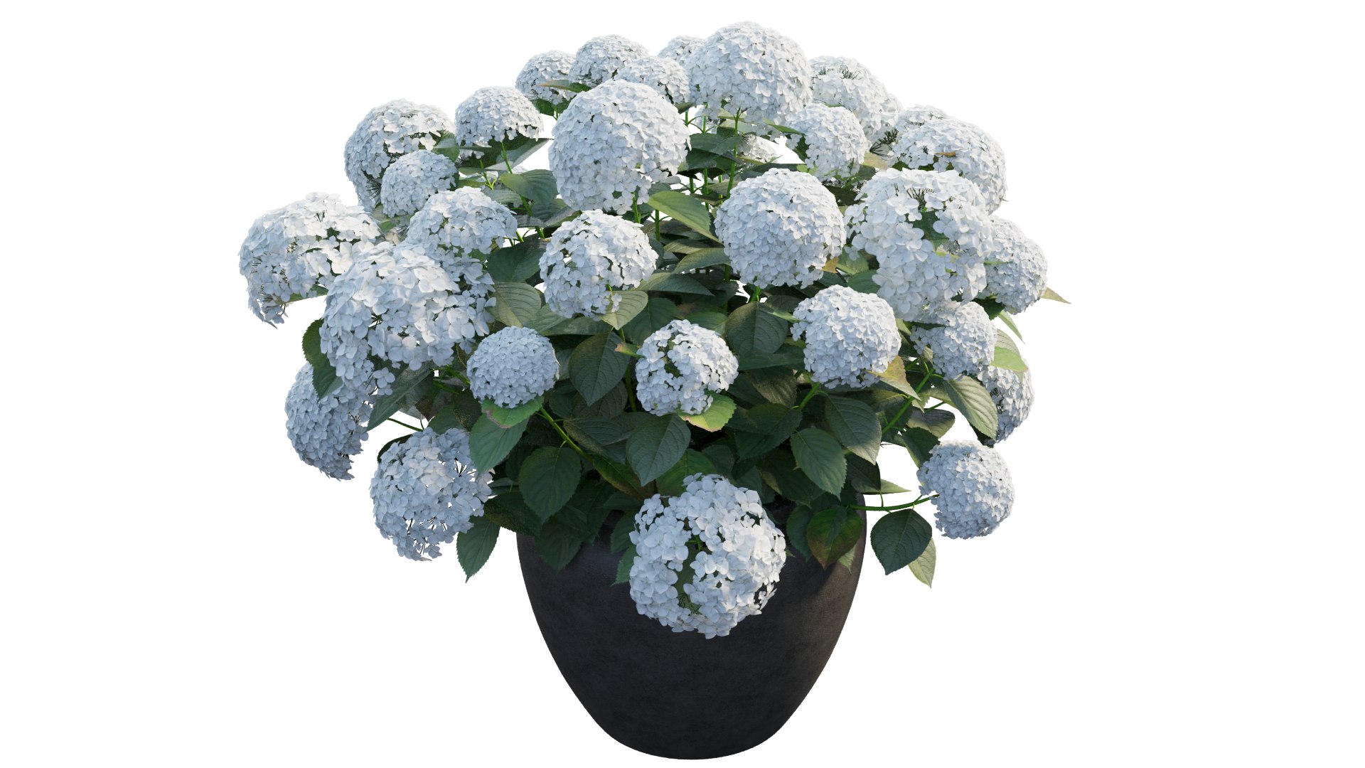 3D model hydrangea plant planters https://p.turbosquid.com/ts-thumb/gQ/9yeFZY/Xi/4_interactivelightmix/png/1611990648/1920x1080/fit_q87/3d3639c292f0f9279b4dc607971e321f5064d817/4_interactivelightmix.jpg