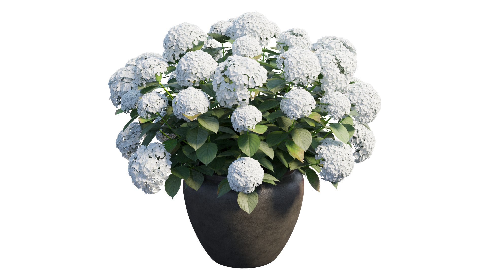 3D model hydrangea plant planters https://p.turbosquid.com/ts-thumb/gQ/9yeFZY/Y4/3_interactivelightmix/png/1611990648/1920x1080/fit_q87/e17fc1b5eebf96625451ba4ecdd149d90994042b/3_interactivelightmix.jpg