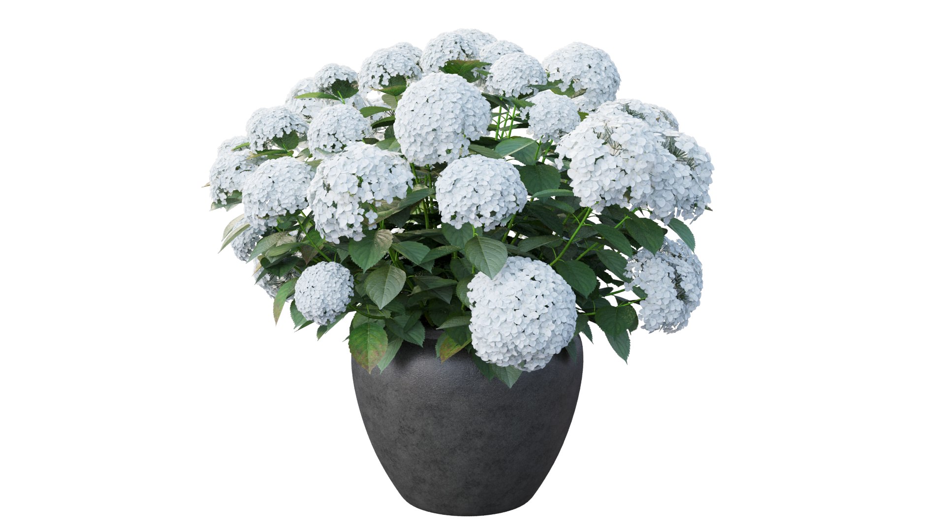 3D model hydrangea plant planters https://p.turbosquid.com/ts-thumb/gQ/9yeFZY/xf/5/png/1611990648/1920x1080/fit_q87/6ba20d8799a5e1c623af69810c4263205bd5325c/5.jpg