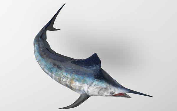 3D Marlin Rigged L1593 - TurboSquid 1826588