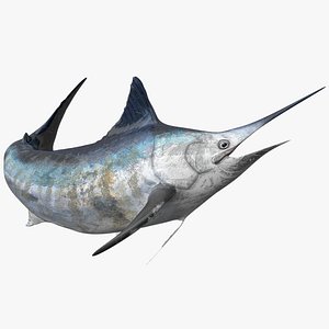 3D Marlin Rigged L1593