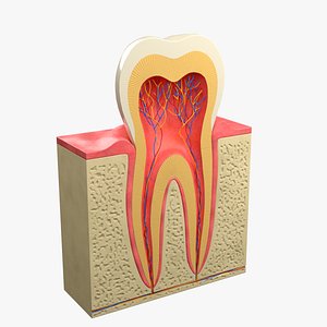 3D Tooth molar anatomy sctructure model