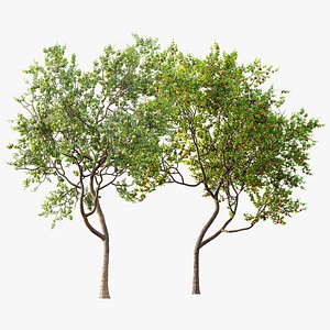 3D model AV Fruit Trees Diospyros Kaki Persimmon and Malus Pumila Apple Green