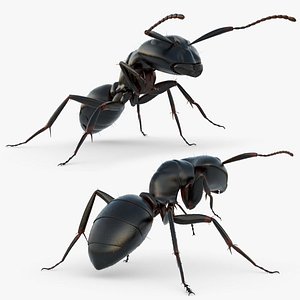 Insect Ant Walking Fur Animated Rigged For Blender
