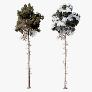 Pine Tree 08 Photorealistic 3D Scanned Tree
