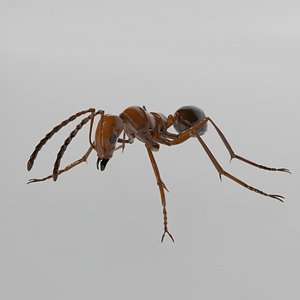 Ant