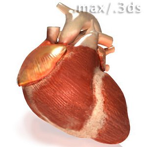 3d max heart