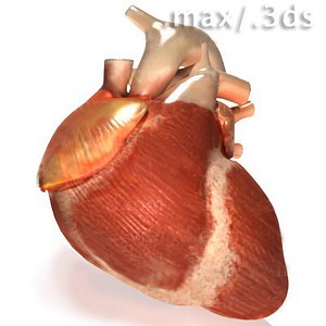 Heart no-interior.max