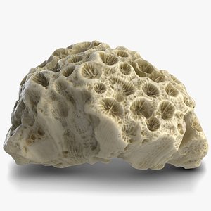 coral modeled v-ray 3d 3ds