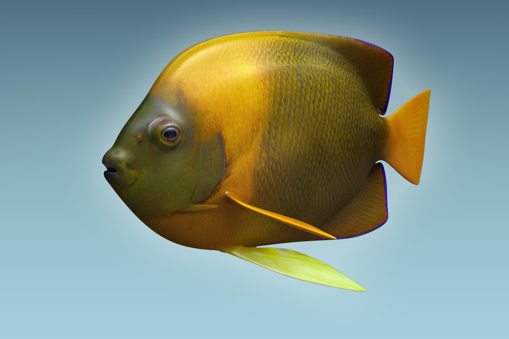 Angle Fish 14 3D Model - TurboSquid 1208432