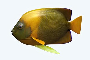 angle fish 14 3D model