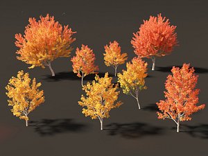 Acer saccharinum - Silver Maple 01 model