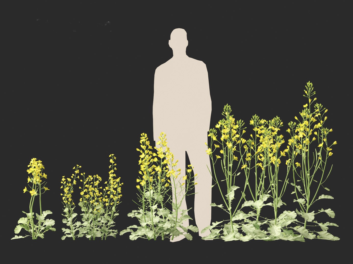 3D Brassica napus - Rapeseed https://p.turbosquid.com/ts-thumb/gQ/w7VJkm/1U/brassicanapus016/jpg/1697639562/1920x1080/fit_q87/10622a9f165ccb713a095a7afbbb0bce572d80ef/brassicanapus016.jpg