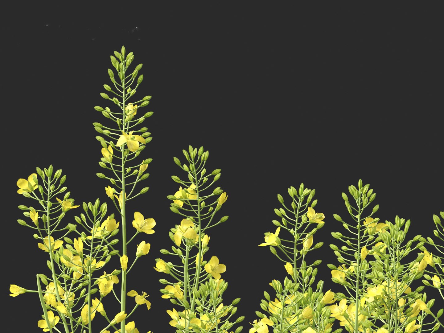 3D Brassica napus - Rapeseed https://p.turbosquid.com/ts-thumb/gQ/w7VJkm/3f/brassicanapus0111/jpg/1697639566/1920x1080/fit_q87/f93fc2e3ed387bb63f2cad83bdbe2fe2089798ea/brassicanapus0111.jpg