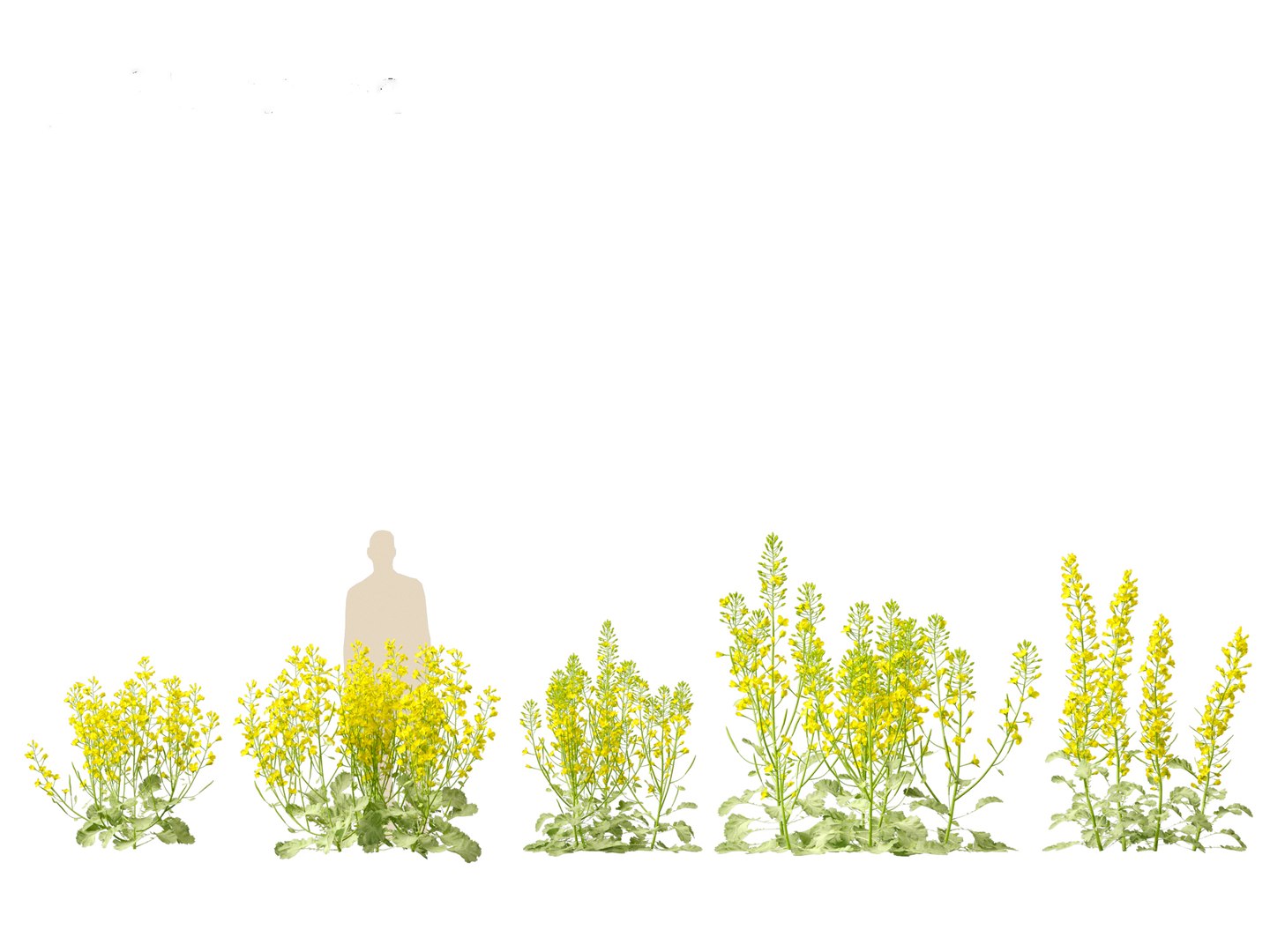 3D Brassica napus - Rapeseed https://p.turbosquid.com/ts-thumb/gQ/w7VJkm/7U/brassicanapus017/jpg/1697639563/1920x1080/fit_q87/4c6abcd3ff05d7722a124e2323118a7aa7e7a92c/brassicanapus017.jpg