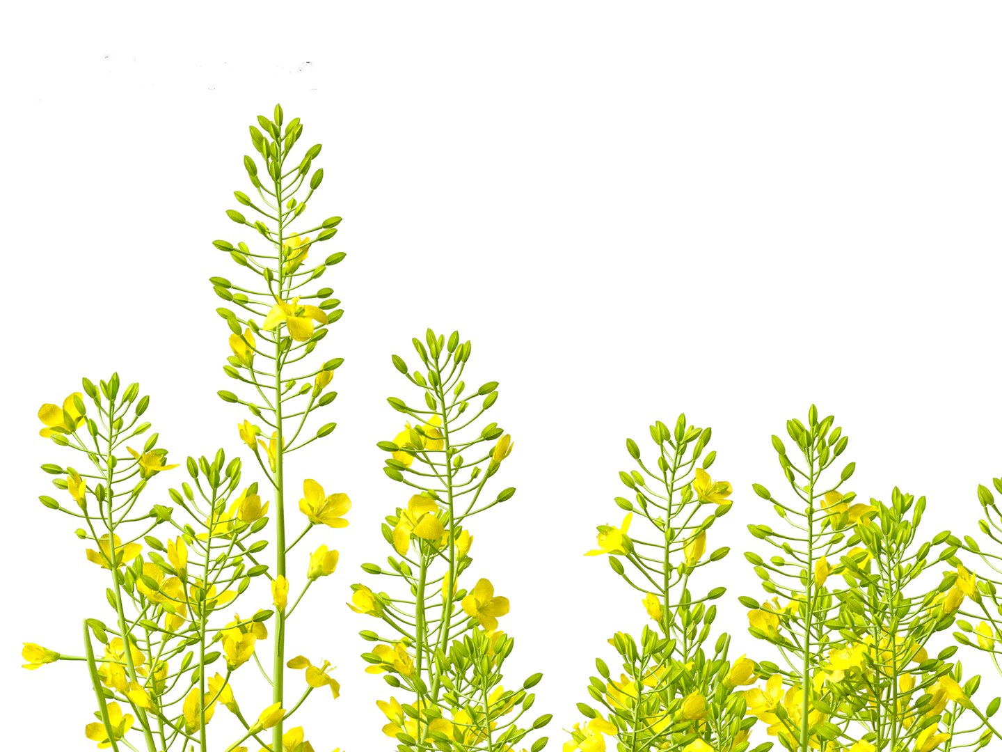 3D Brassica napus - Rapeseed https://p.turbosquid.com/ts-thumb/gQ/w7VJkm/8K/brassicanapus0112/jpg/1697639566/1920x1080/fit_q87/9f593d307e053649783fe7258c6a91b3fc34f032/brassicanapus0112.jpg