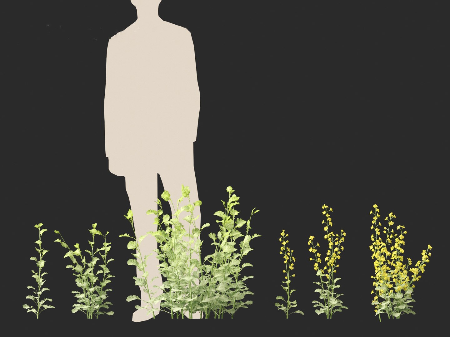 3D Brassica napus - Rapeseed https://p.turbosquid.com/ts-thumb/gQ/w7VJkm/BJ/brassicanapus014/jpg/1697639561/1920x1080/fit_q87/a553bb47db03826f8754cfd2175809b90364ba18/brassicanapus014.jpg