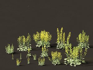 3D Brassica napus - Rapeseed