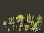 Brassica napus - Colza
