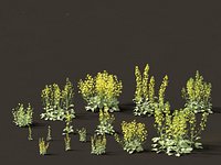 Brassica napus - Rapeseed