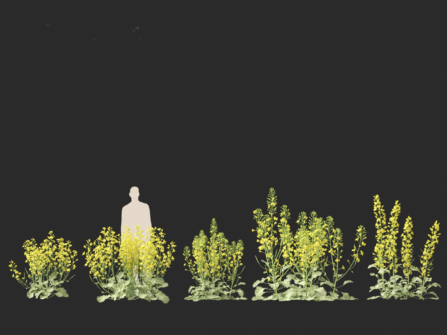 3D Brassica napus - Rapeseed https://p.turbosquid.com/ts-thumb/gQ/w7VJkm/E8/brassicanapus018/jpg/1697639564/1920x1080/fit_q87/7f6609815a32588ed04dde204741a2339889b157/brassicanapus018.jpg