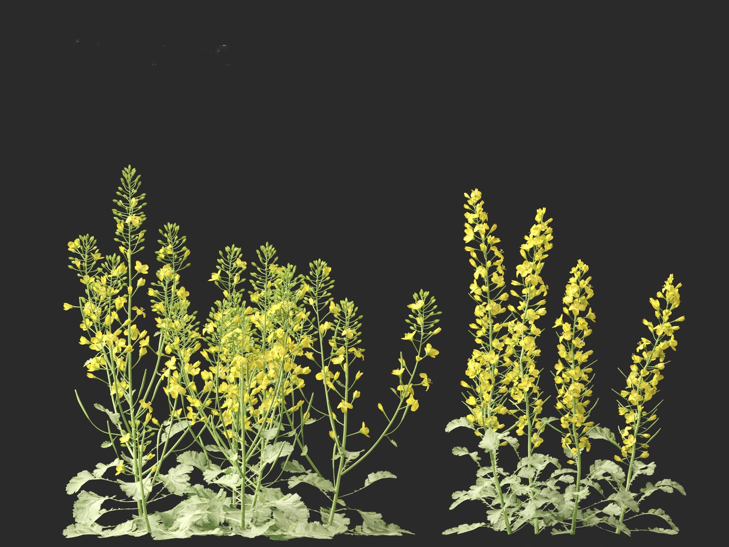 3D Brassica napus - Rapeseed https://p.turbosquid.com/ts-thumb/gQ/w7VJkm/M7/brassicanapus0110/jpg/1697639564/1920x1080/fit_q87/30b0aef769d1ab342c8f5038add3884d0145bea1/brassicanapus0110.jpg