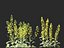 Brassica napus - Colza
