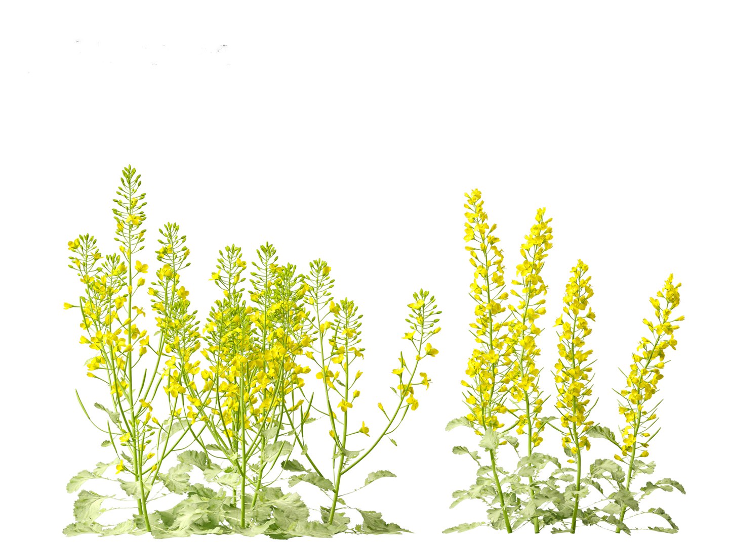 3D Brassica napus - Rapeseed https://p.turbosquid.com/ts-thumb/gQ/w7VJkm/Oz/brassicanapus019/jpg/1697639564/1920x1080/fit_q87/0612c7d669d15c85f6f952a819b41c2db5ddb3e2/brassicanapus019.jpg