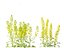 Brassica napus - Colza