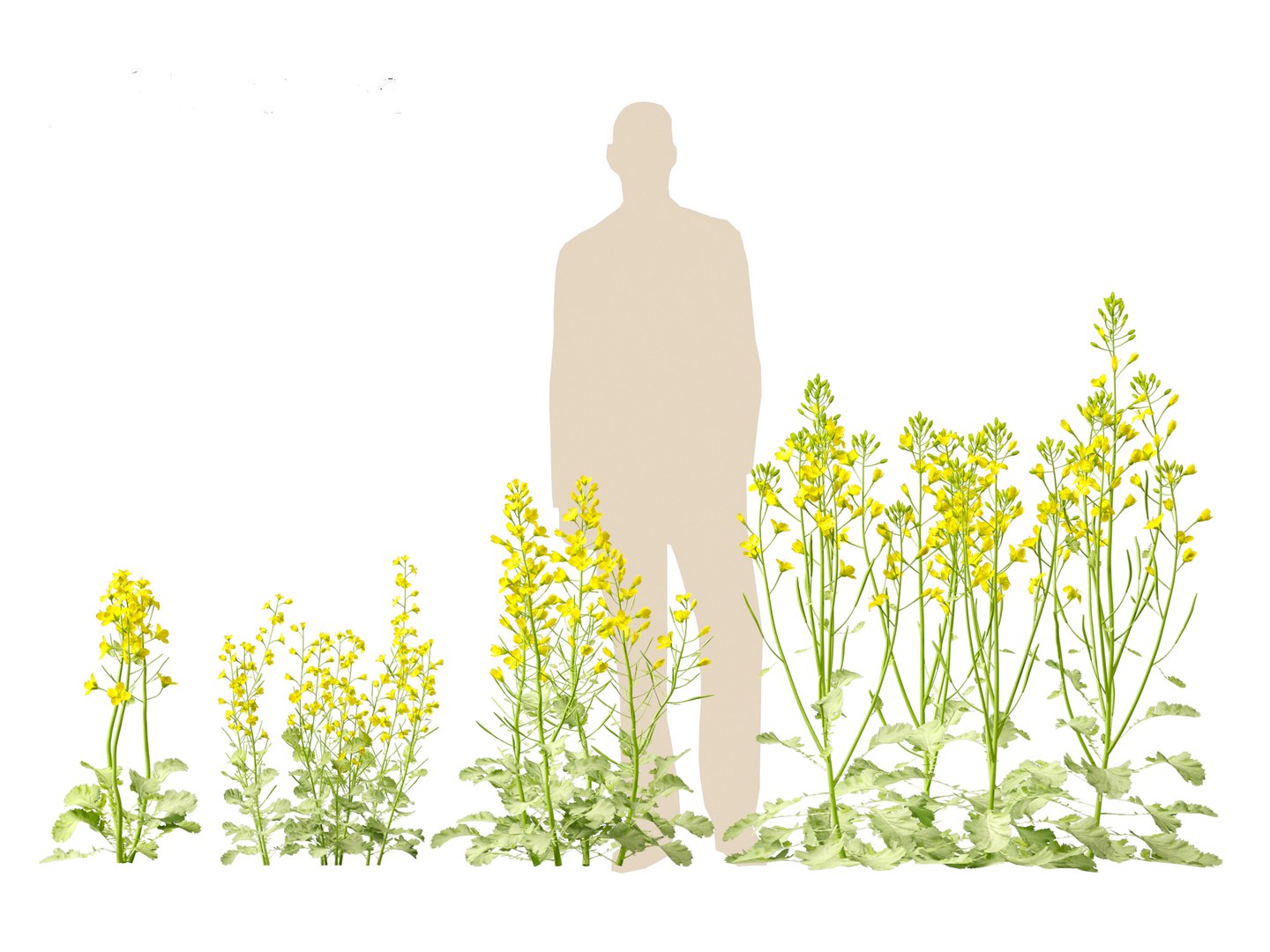 3D Brassica napus - Rapeseed https://p.turbosquid.com/ts-thumb/gQ/w7VJkm/Qd/brassicanapus015/jpg/1697639562/1920x1080/fit_q87/7467e9ab22c4af7fcef1fc7f885d1a6eea0be8bf/brassicanapus015.jpg