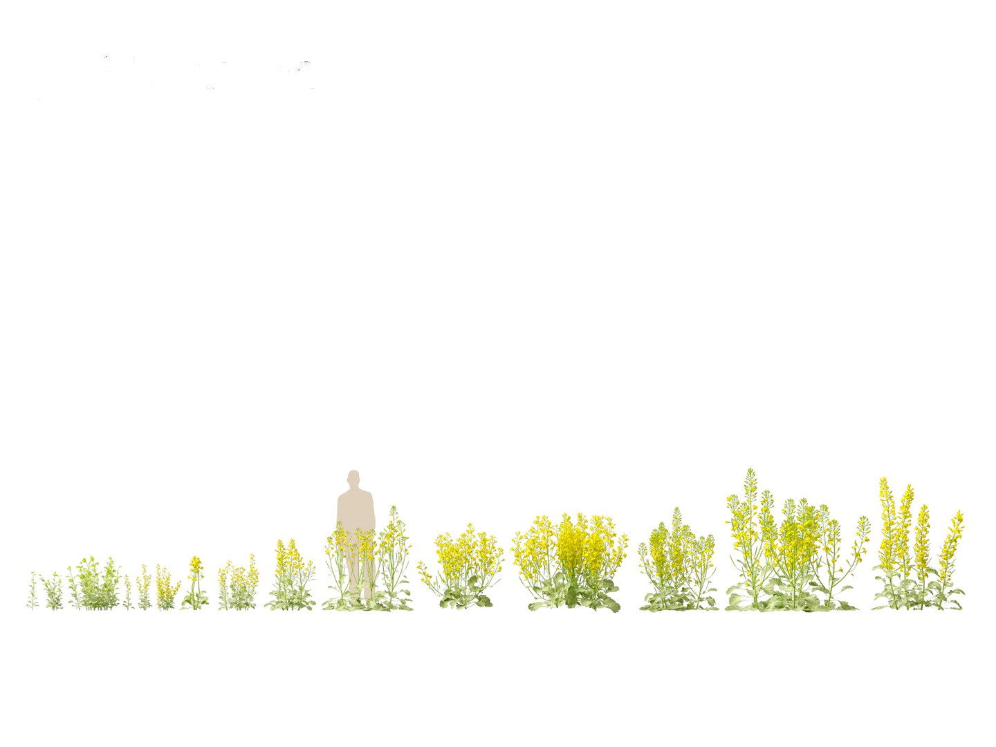 3D Brassica napus - Rapeseed https://p.turbosquid.com/ts-thumb/gQ/w7VJkm/Yk/brassicanapus012/jpg/1697639560/1920x1080/fit_q87/fc470cf1e45f7c89d9ad402a6d60f2d0b18c4611/brassicanapus012.jpg
