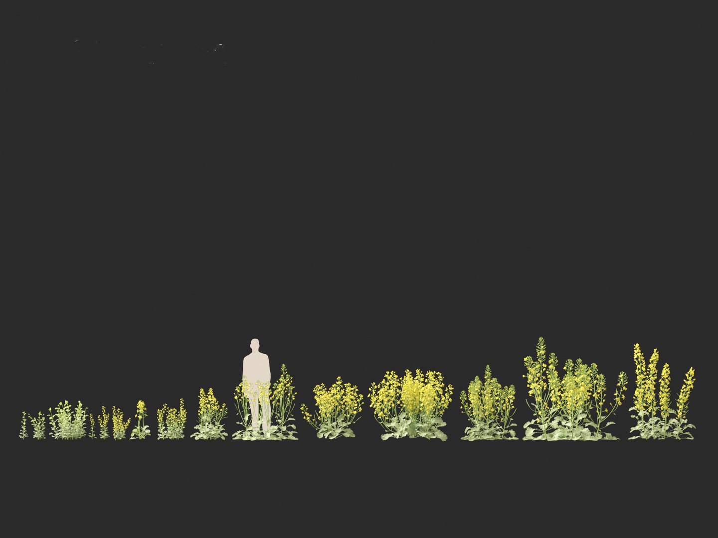 3D Brassica napus - Rapeseed https://p.turbosquid.com/ts-thumb/gQ/w7VJkm/iU/brassicanapus011/jpg/1697639559/1920x1080/fit_q87/34c1c5cca459d893b3a0cfabee4239fb661158a0/brassicanapus011.jpg