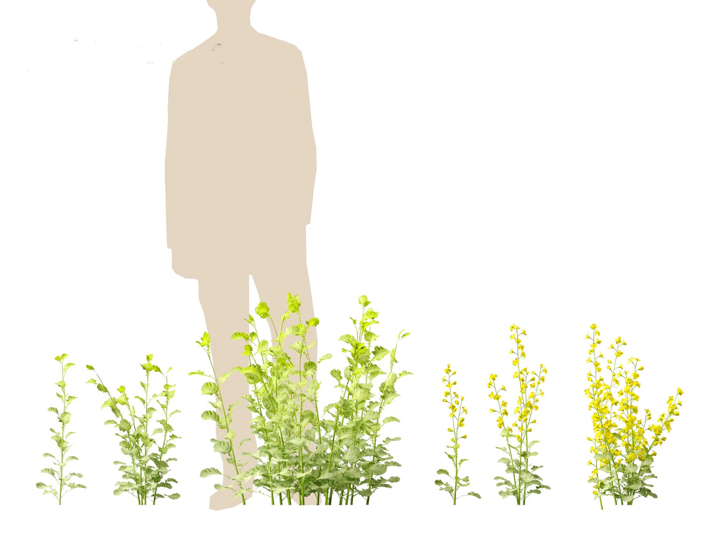 3D Brassica napus - Rapeseed https://p.turbosquid.com/ts-thumb/gQ/w7VJkm/zE/brassicanapus013/jpg/1697639561/1920x1080/fit_q87/93169227da19e39f66b494903686f6b539b80091/brassicanapus013.jpg