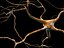 neurons