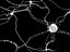 neurons