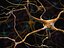 neurons