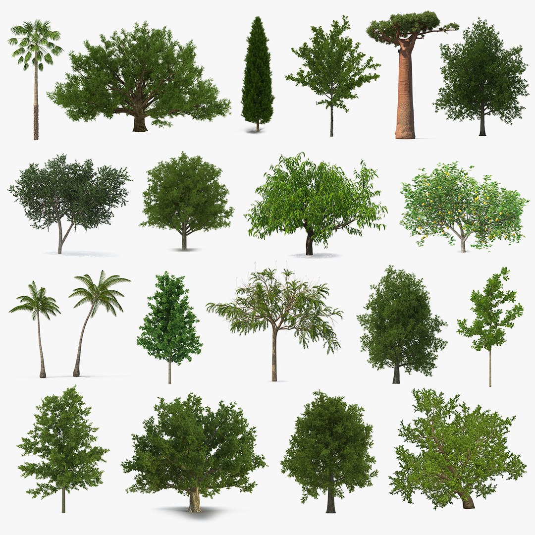 Summer Trees Collection 8