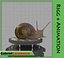 Caracol