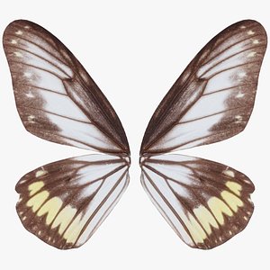 Common Rose Cethosia Biblis Remastered