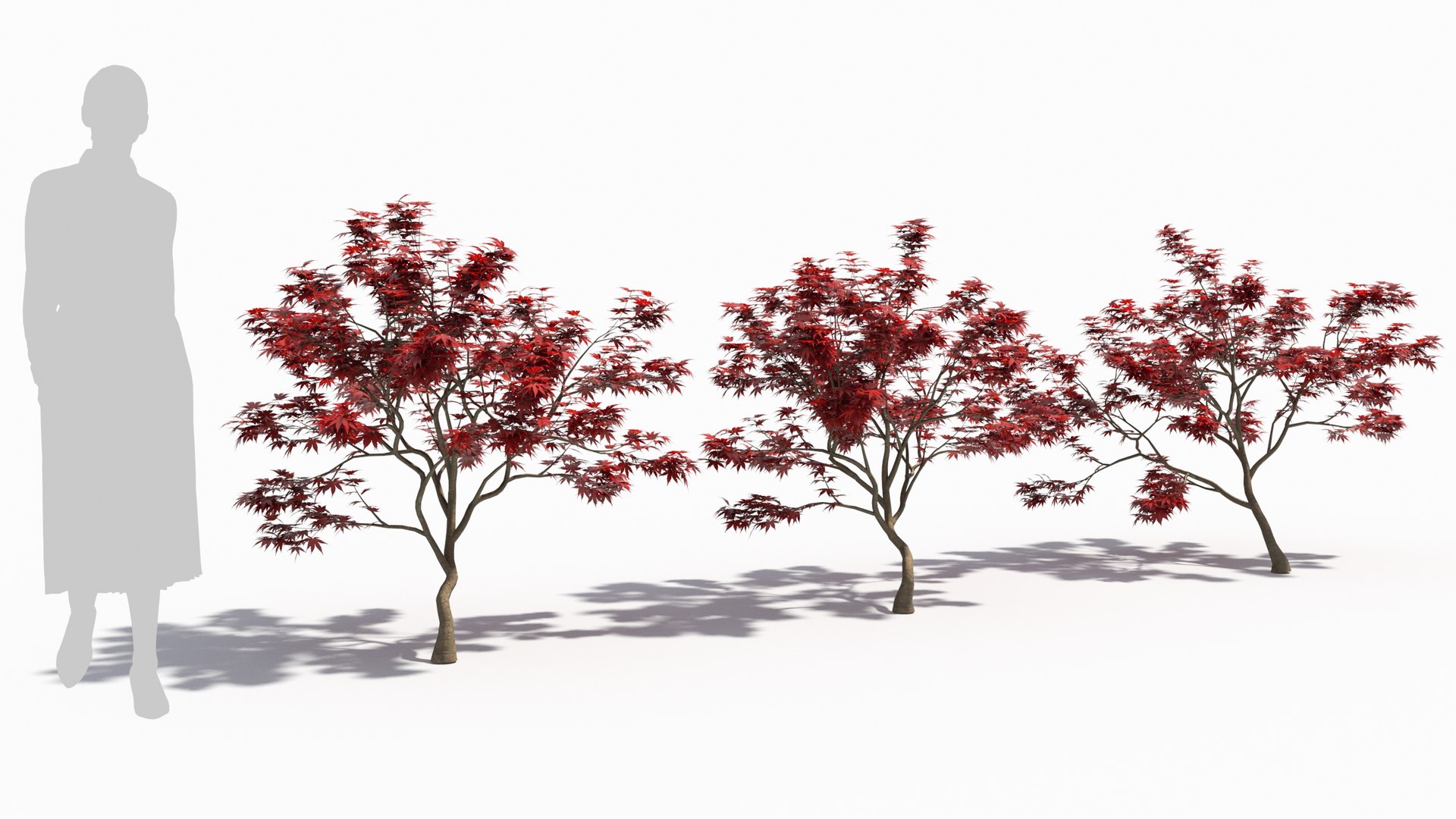 Acer palmatum 3D model https://p.turbosquid.com/ts-thumb/gR/DtWj5h/jh/acer_palmatum_54/jpg/1679991150/1920x1080/fit_q87/4914c3cc0e481f989c227d1974fdc4997a62e68b/acer_palmatum_54.jpg