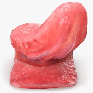 3D Realistic Human Tongue Rig 3ds MAX