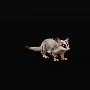 Sugar Glider
