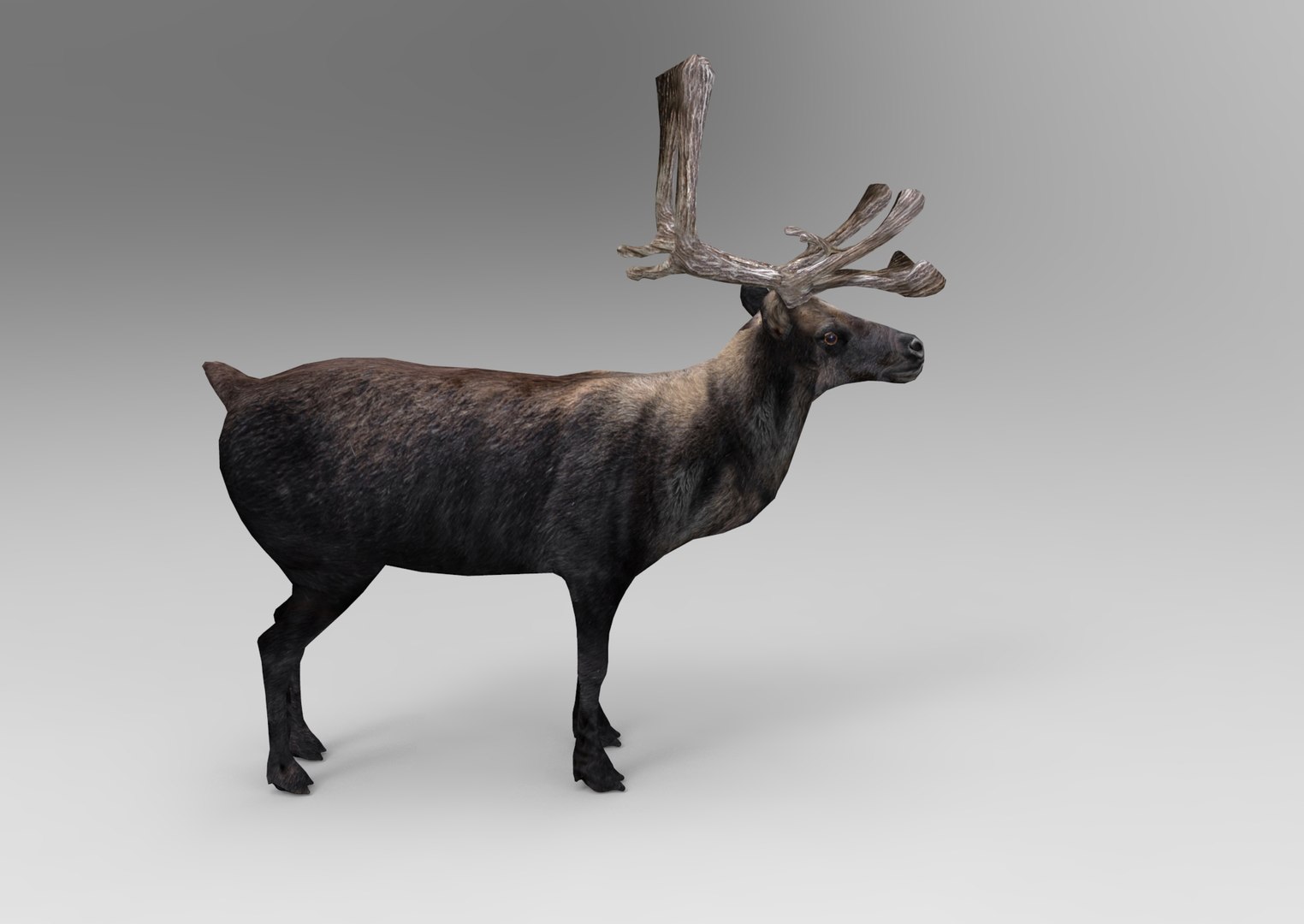 3d deer ready model