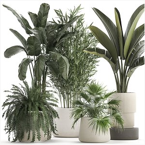 3D Beautiful plants Bamboo palm banana in flower pots 1352 model